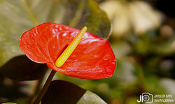 DSC08861_E