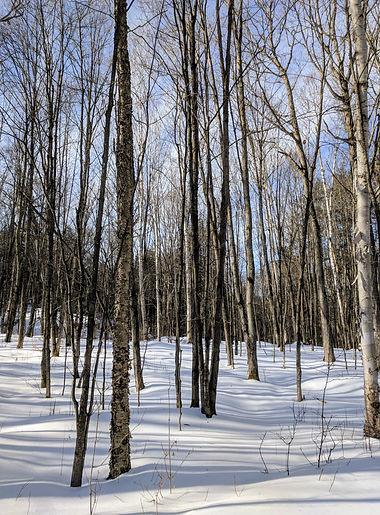 stark-bare-trees-in-winter-forest.jpg