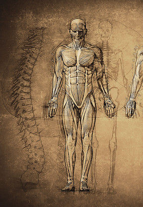 Anatomy Drawing