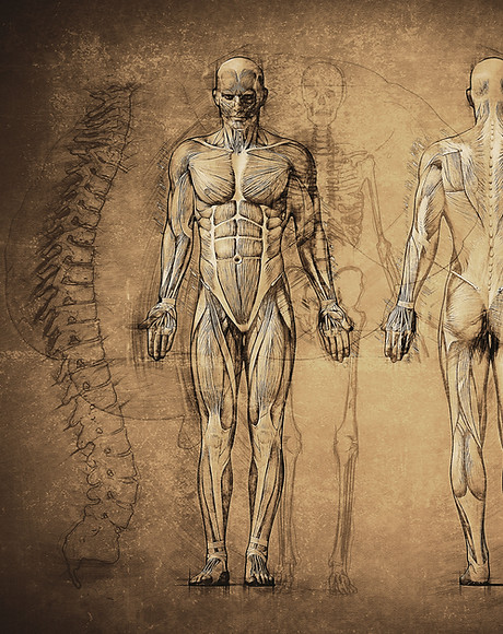 Anatomy Drawing