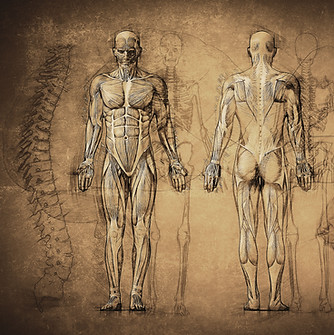 Neuromuscular system