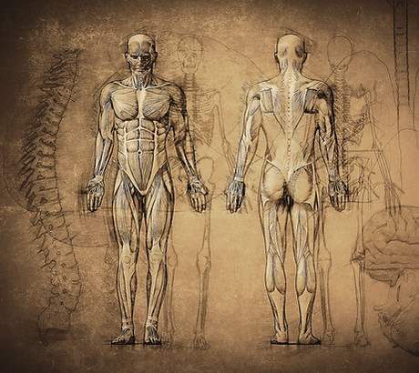 Anatomy Drawing