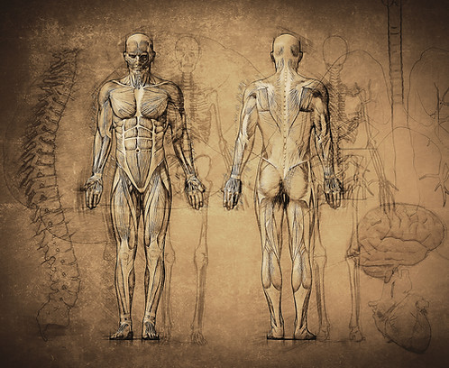 Anatomy Drawing