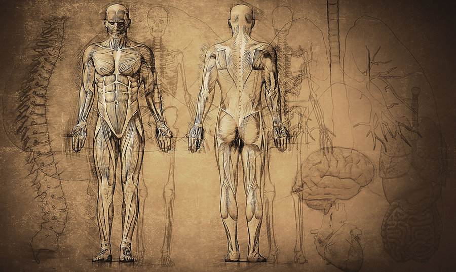 Anatomy Drawing