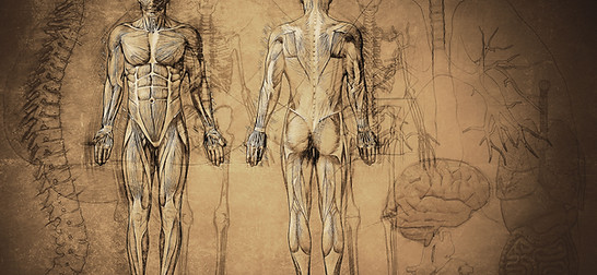 Anatomy Drawing