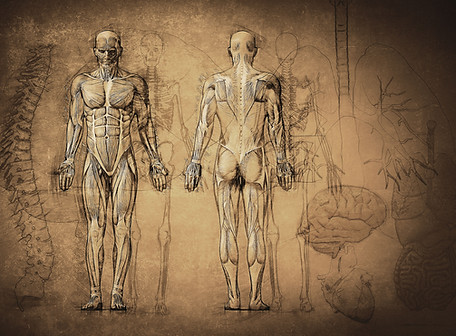 Anatomy Drawing