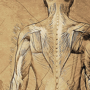 Anatomy Drawing