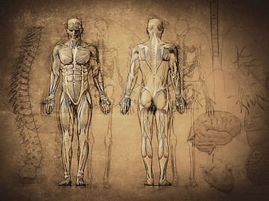 Anatomy Drawing