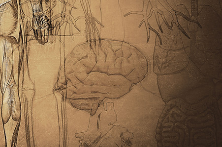 Anatomy Drawing