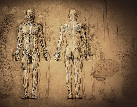 Anatomy Drawing