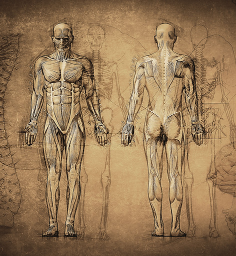 Human Anatomy Illustration