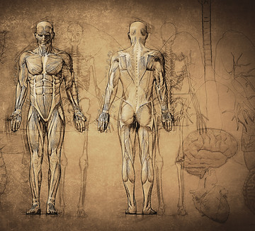 Anatomy Drawing