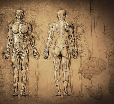 Anatomy Drawing