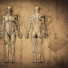 Anatomy Drawing