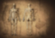 Human Body
