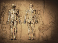 Anatomy Drawing