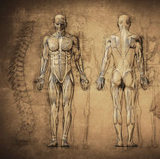 Anatomy Drawing