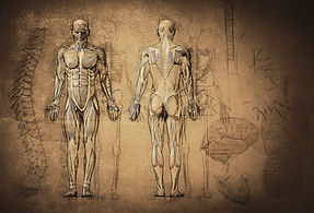 Anatomy Drawing