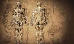 Anatomy Drawing