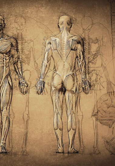 Anatomy Drawing