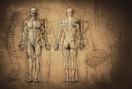 解剖学の描画