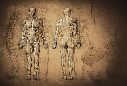 解剖学の描画
