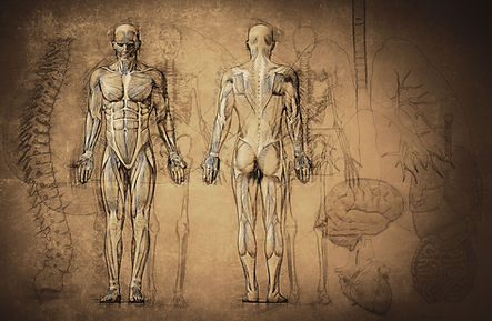 Anatomy Drawing