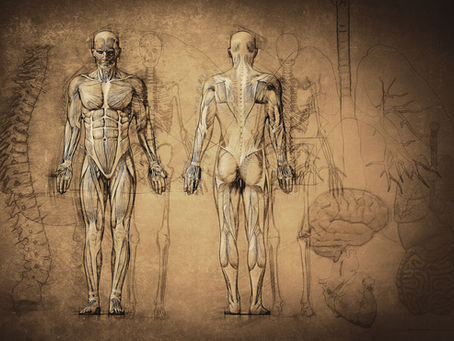 Masaj Terapistlerinin Neden İnsan Anatomisini Bilmesi Gerekir?