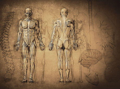 Anatomy Drawing