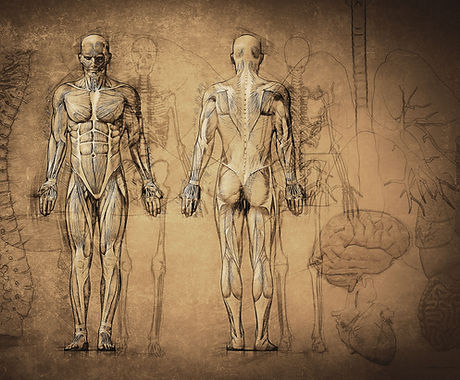 Anatomy Drawing