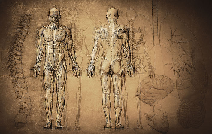 Dessin d'anatomie