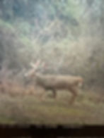 Ohio Whitetail Deer Hunting