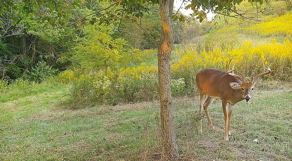 Ohio Whitetail Trophy Deer Hunting