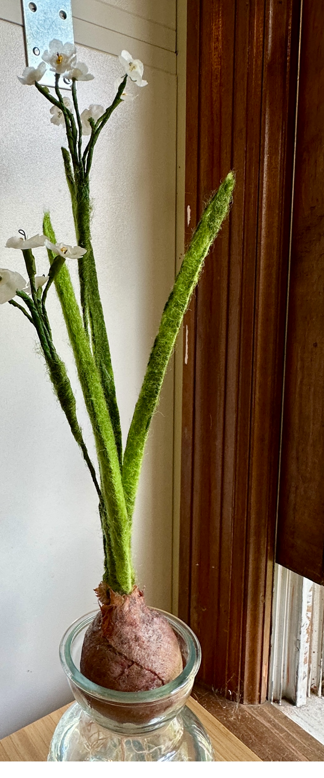 Paper White Narcissus