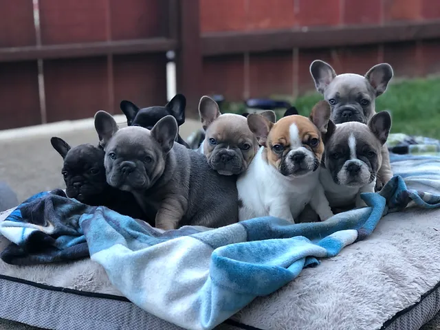 Home Frenchies By The Bay Home Frenchies By The Bay