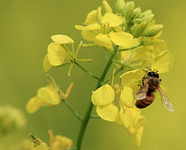 abeille