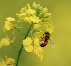 Bee
