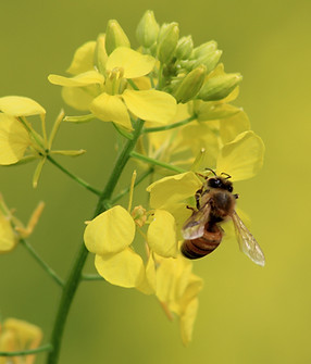 Bee