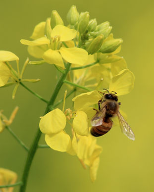 abeille