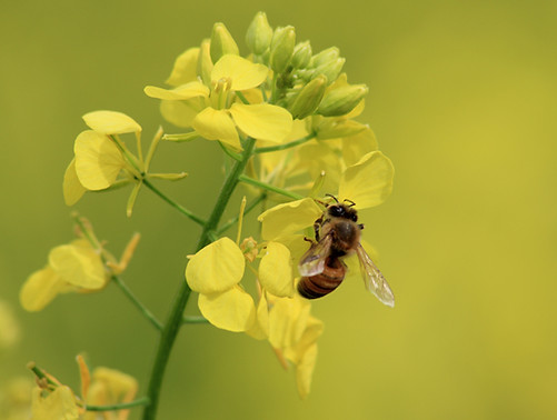 Bee