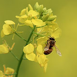abeille