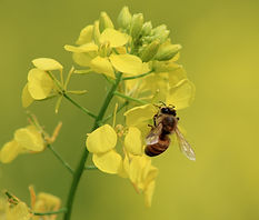 Biene auf Rapsblüte