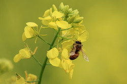 Counting Pollinators