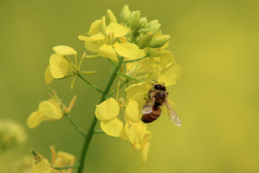 'Engage' - the New Buzz