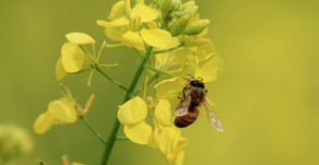Summer Essentials: DIY Family-Friendly Bug Repellent