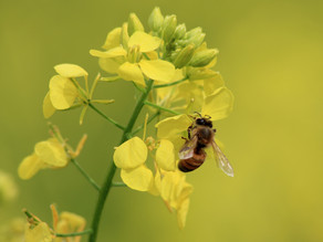 Be a Bee Hero!