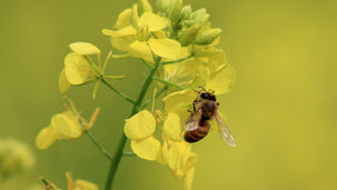 Buďte řešením, které pomůže chránit včely v krizi
