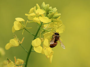 INTEPATURILE DE INSECTE SI MUSCATURA DE CĂPUȘA