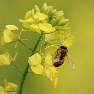 A queen  bee