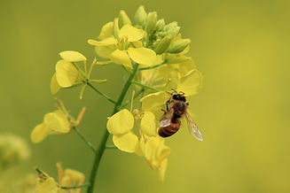 Creating a sustainable environment by Seasonal garden by Inspired Garden Design